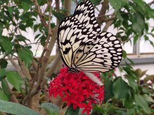 Butterfly House at PIB