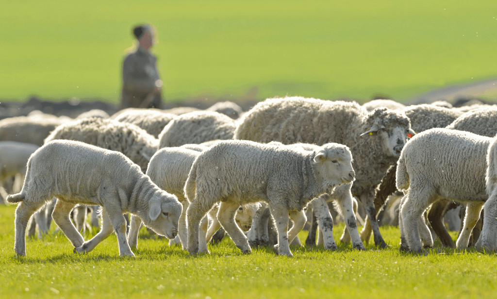 Put-in-Bay Sheep