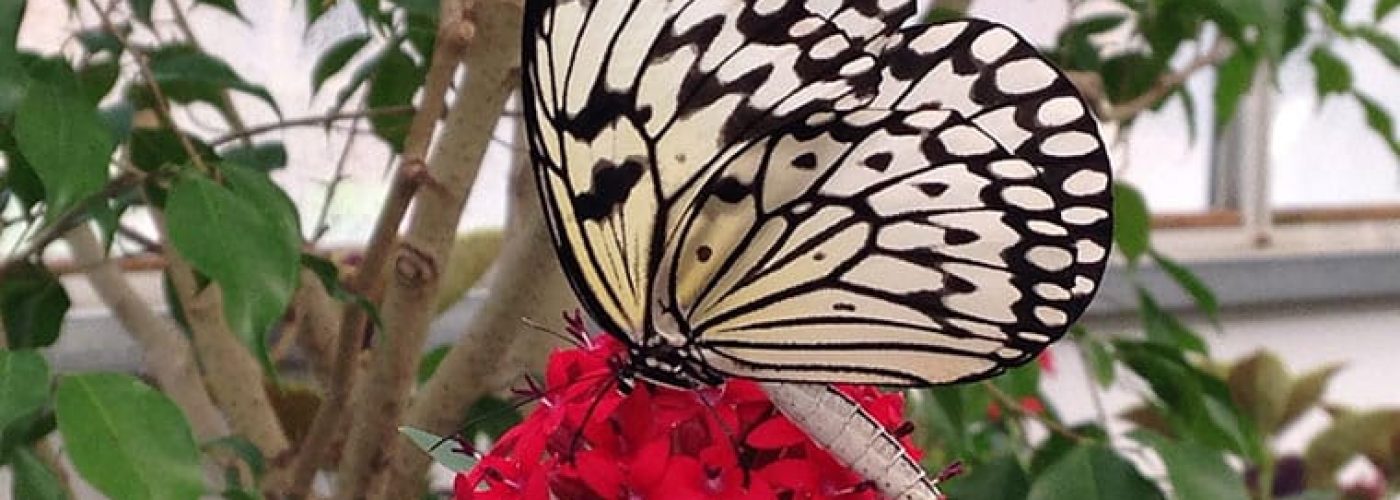 The Butterfly House Gift Shop