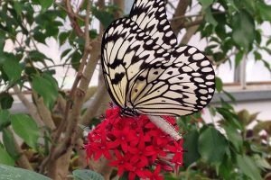 The Butterfly House at Put-in-Bay The Butterfly House at Put-in-Bay