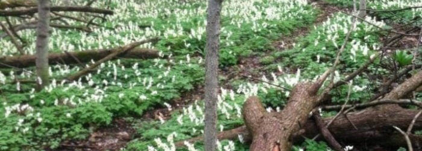 Jane Coates Wildflower Trail