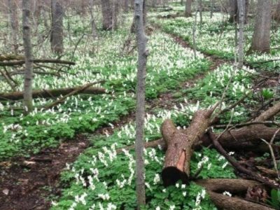 Jane Coates Wildflower Trail