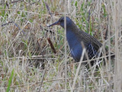 Wild Tuesdays Wild Tuesdays